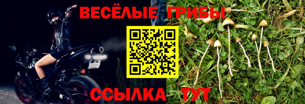 Галлюциногенные грибы Psilocybe  Вход с VPN  где можно купить наркотик  Тихорецк 